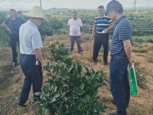 科技服務助力振興 第93批中國博士后科技服務團在贛州寧都開展技術服務紀實